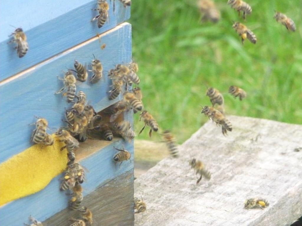 Bienen am Einflug