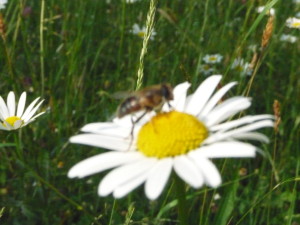 Eine Biene sitzt auf eine Mageritte und sammelt Pollen