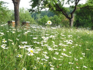 Bienenstand Ernstroda