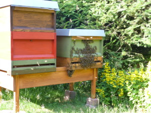 Bienenbart in Tambach-Dietharz