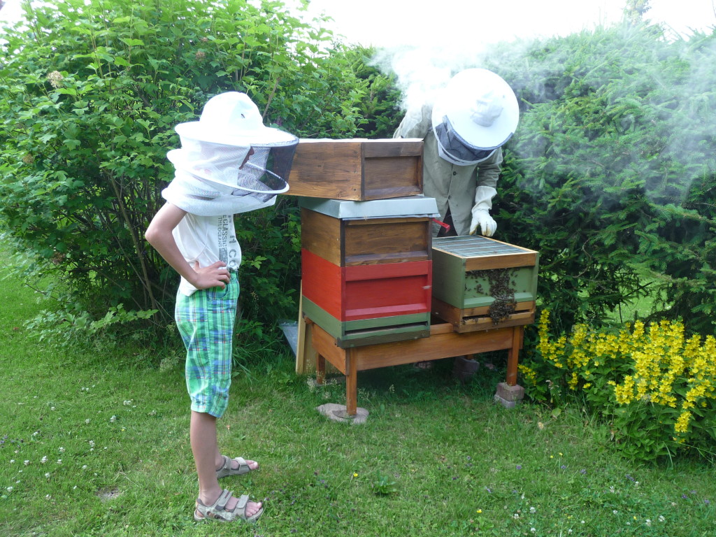 Bienen in Zanderbeute am Wald